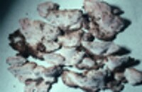 Fomitopsis rosea image