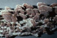 Gloeoporus dichrous image