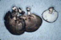 Polyporus brumalis image