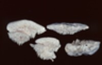 Sarcodontia pachyodon image