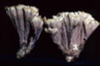 Thelephora vialis image