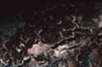 Thelephora terrestris image