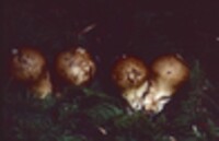 Lycoperdon nigrescens image