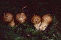 Lycoperdon nigrescens image