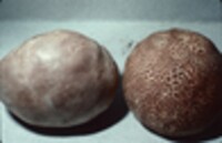 Calvatia cyathiformis image