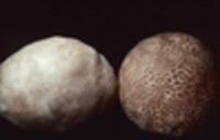 Calvatia cyathiformis image