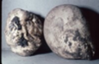 Calvatia craniiformis image