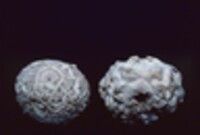 Calvatia sculpta image