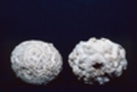 Calvatia sculpta image