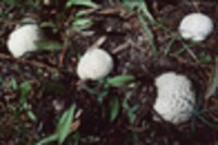 Lycoperdon subcretaceum image