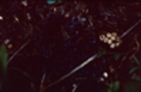 Cyathus stercoreus image