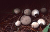 Lycoperdon peckii image