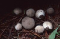 Lycoperdon peckii image