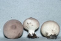 Lycoperdon umbrinum image