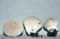 Lycoperdon peckii image