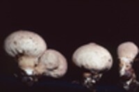 Lycoperdon umbrinum image