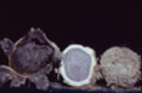 Scleroderma polyrhizum image