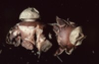 Geastrum rufescens image