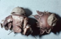 Geastrum rufescens image