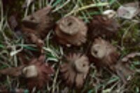 Geastrum rufescens image