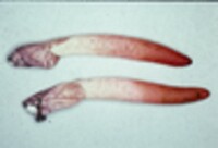 Mutinus elegans image