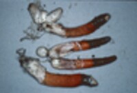 Mutinus elegans image