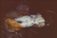 Dictyophora duplicata image