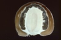 Dictyophora duplicata image