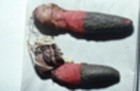 Mutinus caninus image