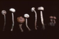 Tulostoma simulans image