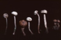 Tulostoma simulans image