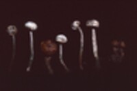 Tulostoma simulans image