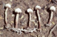 Tulostoma pulchellum image