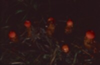 Calostoma cinnabarinum image