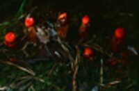 Calostoma cinnabarinum image