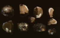 Rhizopogon occidentalis image