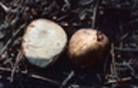 Rhizopogon ochraceorubens image