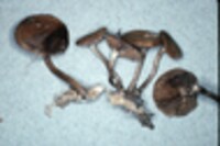 Agrocybe firma image