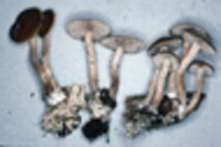 Agrocybe firma image