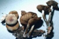 Agrocybe firma image