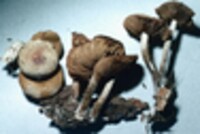 Agrocybe firma image