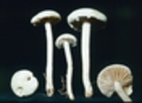 Agrocybe dura image