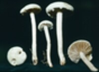 Agrocybe dura image