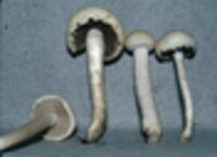 Agrocybe dura image