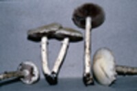 Agrocybe dura image