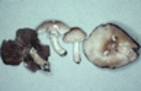 Agaricus silvaticus image