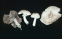 Agaricus silvaticus image