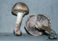 Agaricus silvaticus image