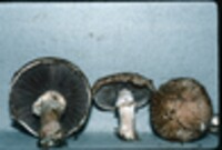 Agaricus moelleri image