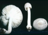 Amanita farinosa image